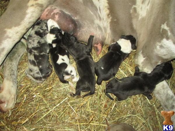 Puppies in WA